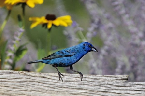 Indigo Bunting (Passerina cyanea) male on fence near flower garden (Black-eyed Susans Indigo Bunting (Passerina cyanea) male on fence near flower garden (Black-eyed Susans