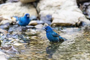 Indigo buntings male bathing, Marion County, Illinois Indigo buntings male bathing, Marion County, Illinois