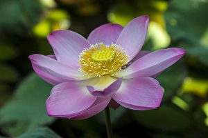 Indonesia, Bali. Close-up of opened lotus flower Indonesia, Bali. Close-up of opened lotus flower