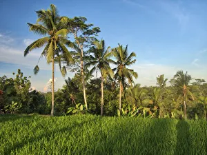 Indonesia, Bali, Ubud. Rice fields and palm trees Indonesia, Bali, Ubud. Rice fields and palm trees