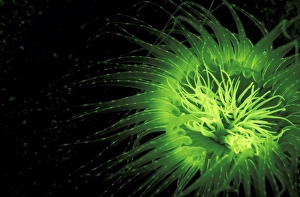 Indonesia. Fluorescence in Tube Anemone (Ceranth idai) Indonesia. Fluorescence in Tube Anemone (Ceranth idai)