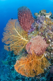 Indonesia, Forgotten Islands. Coral reef scenic Indonesia, Forgotten Islands. Coral reef scenic