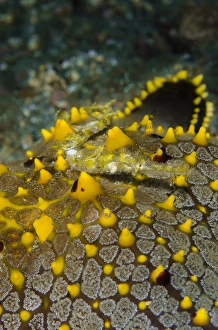 Indonesia, Lembeh Strait. Pipefish on sea star Indonesia, Lembeh Strait. Pipefish on sea star