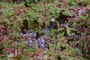 Indonesia, Lembeh Strait. Shrimp walking on anemone Indonesia, Lembeh Strait. Shrimp walking on anemone