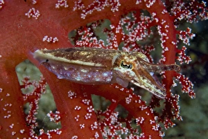Indonesia, New Guinea Island, Raja Ampat. Close-up of cuttlefish amid corals. Credit as Indonesia, New Guinea Island, Raja Ampat. Close-up of cuttlefish amid corals. Credit as