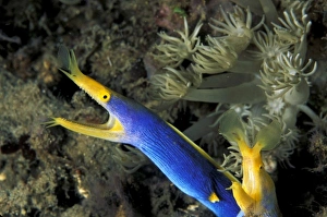 Indonesia, North Sulawesi, Lembeh Strait. Blue ribbon eel (Rhinomuraena quaesita) Indonesia, North Sulawesi, Lembeh Strait. Blue ribbon eel (Rhinomuraena quaesita)