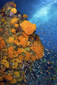 Indonesia, Papua, Fak Fak, Triton Bay. Schooling fusiliers and anthias swim past Indonesia, Papua, Fak Fak, Triton Bay. Schooling fusiliers and anthias swim past