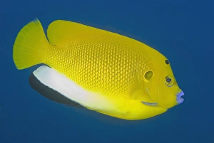 Indonesia, Papua, Raja Ampat. Close-up of angelfish Indonesia, Papua, Raja Ampat. Close-up of angelfish