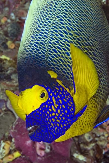 Indonesia, Papua, Raja Ampat. Detail of head of angelfish Indonesia, Papua, Raja Ampat. Detail of head of angelfish