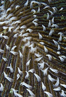 Indonesia, Raja Ampat. Close-up of mushroom coral Indonesia, Raja Ampat. Close-up of mushroom coral