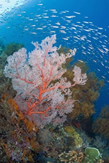 Indonesia, Raja Ampat. Schooling fish and a coral reef Indonesia, Raja Ampat. Schooling fish and a coral reef
