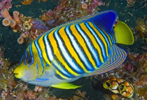 Indonesia, Raja Ampat. Side view of regal angelfish Indonesia, Raja Ampat. Side view of regal angelfish
