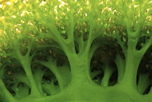 Indonesia, Sulawesi, Buyat. Detail of a large sea squirt Indonesia, Sulawesi, Buyat. Detail of a large sea squirt