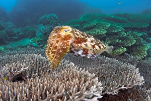 Indonesia, Sulawesi Island, Buyat Bay. A cuttlefish swims over hard coral. Credit as Indonesia, Sulawesi Island, Buyat Bay. A cuttlefish swims over hard coral. Credit as