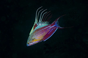 Indonesia, Sulawesi, Lembeh Strait. Close-up of colorful wrasse fish Indonesia, Sulawesi, Lembeh Strait. Close-up of colorful wrasse fish