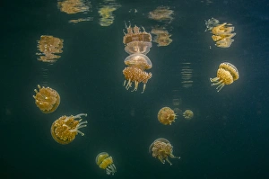 Indonesia, West Papua, Raja Ampat. Tomolol jellyfish float in lake Indonesia, West Papua, Raja Ampat. Tomolol jellyfish float in lake