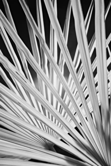 Infra Red Black & White view of palm tree fronds, Montalcino, Italy, Tuscany Infra Red Black & White view of palm tree fronds, Montalcino, Italy, Tuscany