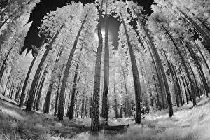 Infrared image of view up through trees, Yosemite National Park, California Infrared image of view up through trees, Yosemite National Park, California