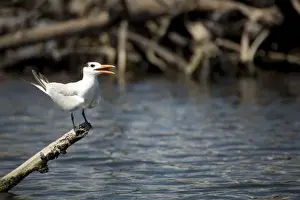 Caribbean Beach Destinations Prints: Interior Least Tern (Sterna Antillarum) on log over Monkey River
