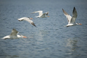 Interior Least Terns (Sterna Antillarum) in flight over Monkey River Interior Least Terns (Sterna Antillarum) in flight over Monkey River