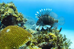An invasive lionfish swims along the edge of a coral reef on the north coast of Cuba An invasive lionfish swims along the edge of a coral reef on the north coast of Cuba
