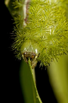 IO Moth Caterpillar Automeris io Native to Eastern US IO Moth Caterpillar Automeris io Native to Eastern US