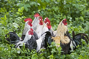 Ireland, County Clare. Roosters, Bunratty Folk Center Ireland, County Clare. Roosters, Bunratty Folk Center