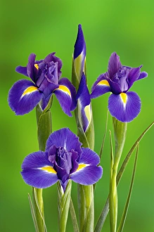 Prints of Iris Flowers Images Dated 2009 January: Danita Delimont Print: Iris Flowers