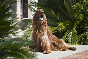 An Irish Setter sitting an a patio surrounded by cycads An Irish Setter sitting an a patio surrounded by cycads