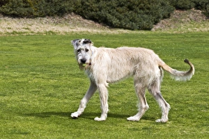 An Irish Wolfhound puppy playing with ball it his mouth An Irish Wolfhound puppy playing with ball it his mouth