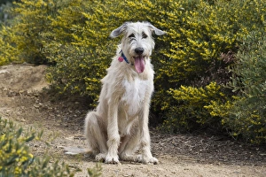 An Irish Wolfhound puppy sitting on a garden pathway An Irish Wolfhound puppy sitting on a garden pathway