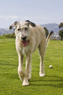 An Irish Wolfhound puppy walking away from his ball An Irish Wolfhound puppy walking away from his ball