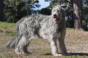 An Irish Wolfhound standing in a field with pine trees An Irish Wolfhound standing in a field with pine trees