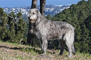 An Irish Wolfhound standing on a hill with pine trees An Irish Wolfhound standing on a hill with pine trees