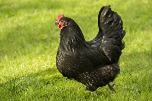 Issaquah, Washington State, USA. Free-ranging Black Australorp chicken. (PR) Issaquah, Washington State, USA. Free-ranging Black Australorp chicken. (PR)