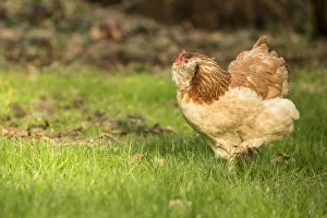 Issaquah, Washington State, USA. Free-ranging Salmon Faverolle chicken foraging. (PR) Issaquah, Washington State, USA. Free-ranging Salmon Faverolle chicken foraging. (PR)