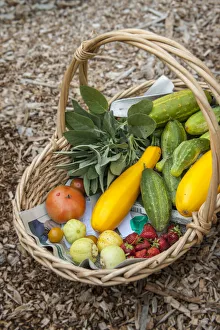 Issaquah, Washington State, USA. Basket of freshly harvested produce, including lemon Issaquah, Washington State, USA. Basket of freshly harvested produce, including lemon