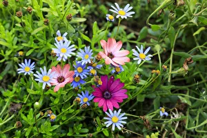 Italy, Apulia, Metropolitan City of Bari, Gioia del Colle. Colorful wildflowers Italy, Apulia, Metropolitan City of Bari, Gioia del Colle. Colorful wildflowers