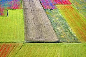 Italy, Castelluccio. Aerial of field with flower patterns Italy, Castelluccio. Aerial of field with flower patterns