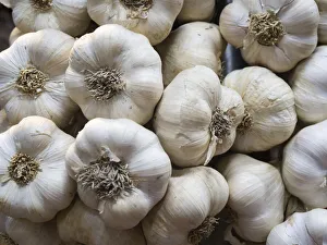 Italy, Florence. Garlic bulbs in the Central Market, Mercato Centrale in Florence Italy, Florence. Garlic bulbs in the Central Market, Mercato Centrale in Florence