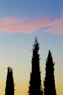 Italy, Orvieto. Cypress trees and cloud at sunset Italy, Orvieto. Cypress trees and cloud at sunset