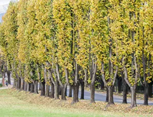 Italy, Tuscany. Autumn foliage in tree lined walkway in the Tuscan town of Lucca Italy, Tuscany. Autumn foliage in tree lined walkway in the Tuscan town of Lucca