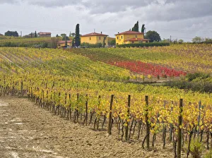 Italy, Tuscany. Colorful vineyard with autumn colors below yellow homes in Tuscany Italy, Tuscany. Colorful vineyard with autumn colors below yellow homes in Tuscany