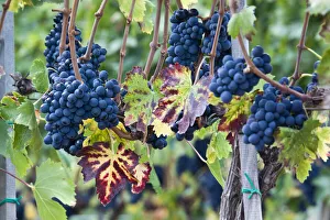 Italy, Tuscany. Grapes on the vine in a vineyard in Tuscany Italy, Tuscany. Grapes on the vine in a vineyard in Tuscany