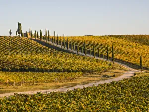 Italy, Tuscany. Road through a vineyard in autumn Italy, Tuscany. Road through a vineyard in autumn