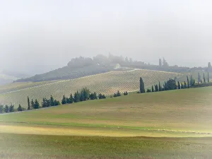 Italy, Tuscany. Small farmhouse and vineyard on a foggy morning Italy, Tuscany. Small farmhouse and vineyard on a foggy morning