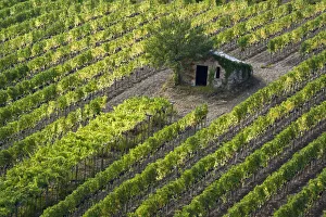 Italy, Tuscany. Vineyard with grapes on the vine and small shed in the field Italy, Tuscany. Vineyard with grapes on the vine and small shed in the field
