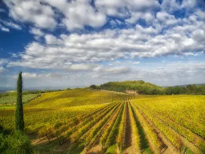 Italy, Tuscany. Vineyard leading to a farmhouse in Tuscany with blue skies Italy, Tuscany. Vineyard leading to a farmhouse in Tuscany with blue skies