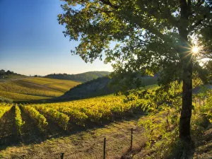 Italy, Tuscany. Vineyard near Radda in Chianti in the fall Italy, Tuscany. Vineyard near Radda in Chianti in the fall