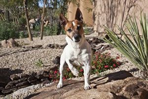 A Jack Russell Terrier standing on a rock in a desert garden A Jack Russell Terrier standing on a rock in a desert garden